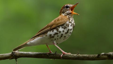 ©Corey Hayes via Birdshare.